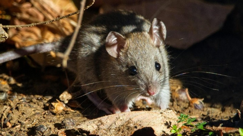 Squeak, Squeak, Sneak! How Rodents Sneak Into Your Edmonton Yard (and How to Stop Them)