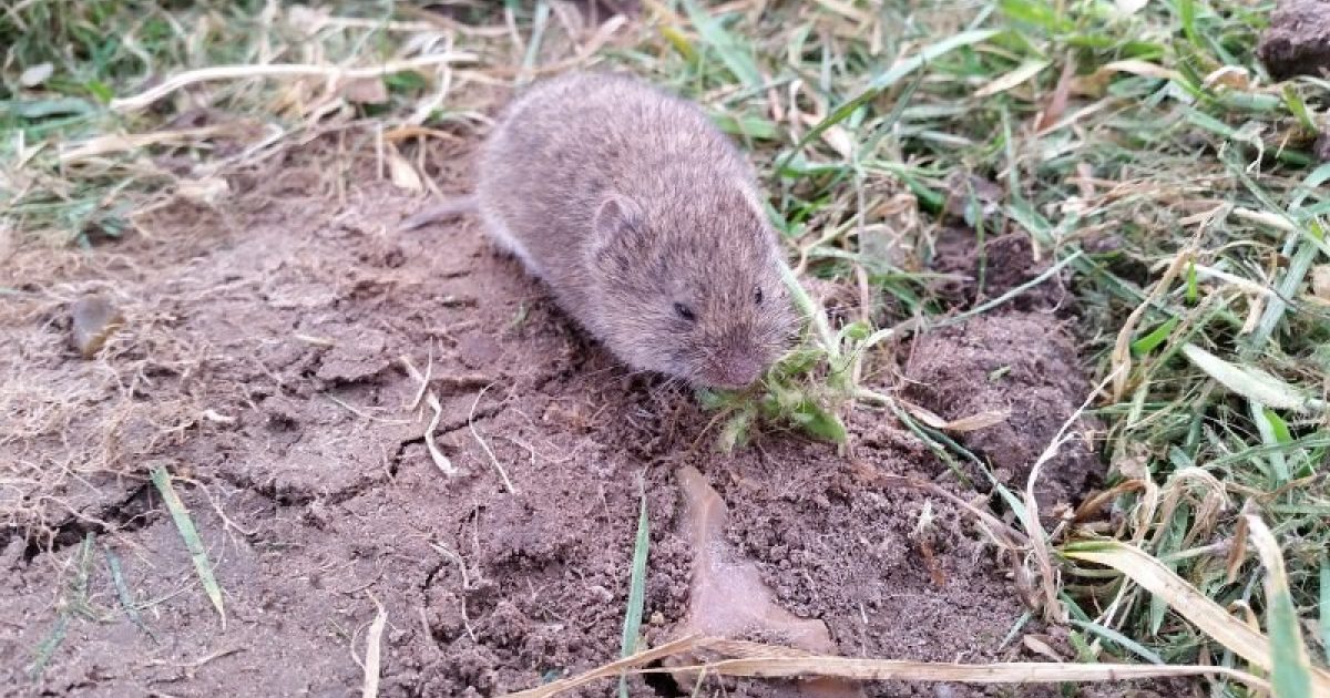 Rat runs target with burrow baiting treatments