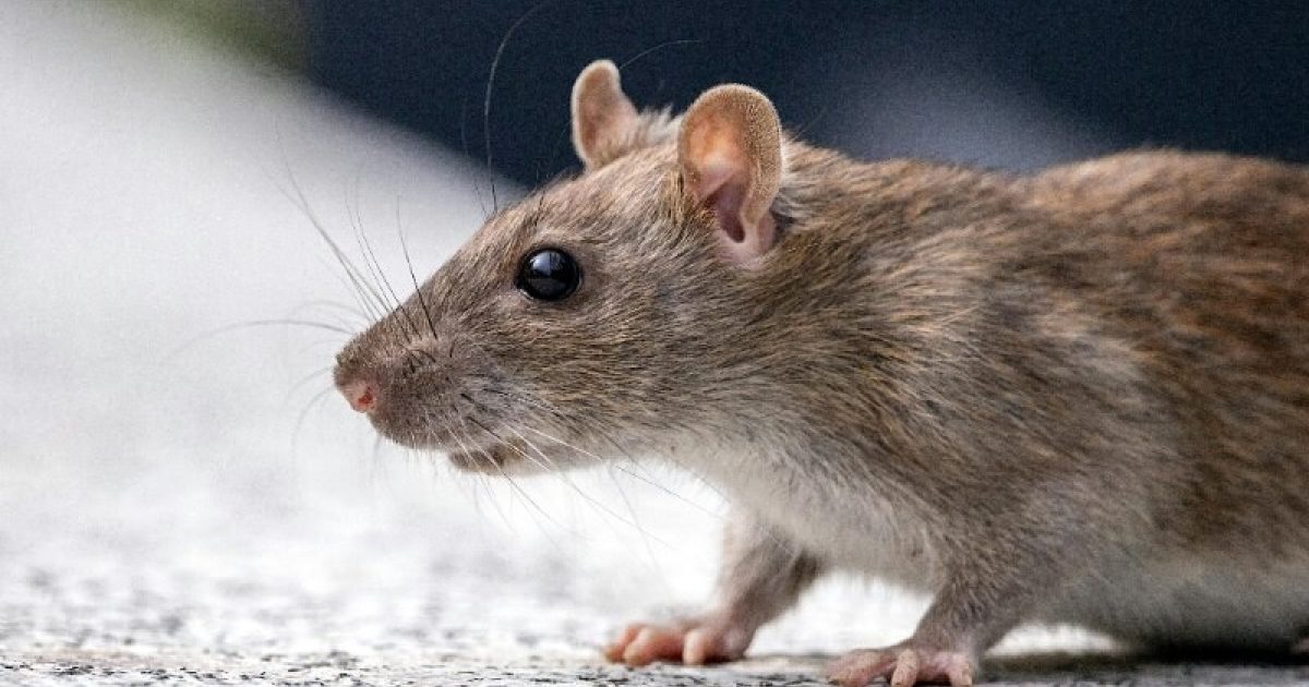 10 Mind-Blowing Facts About Rats You Never Thought About