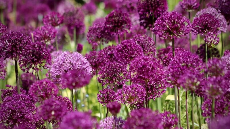 Allium flowers