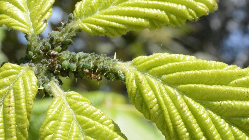 Carpenter ant on a plant close up