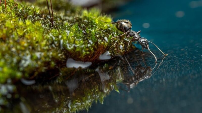 black ant next to a reservoir of water