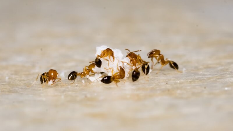 Group of ants on food