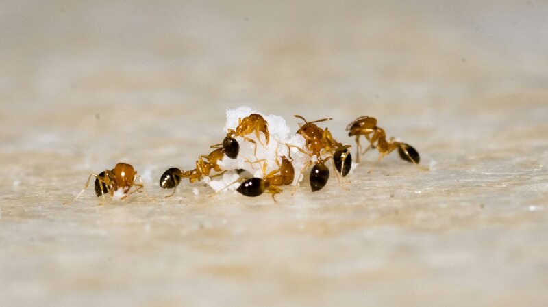 Group of ants on a piece of food