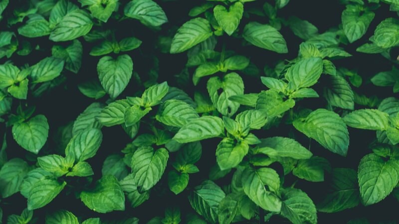 Leaves of basil