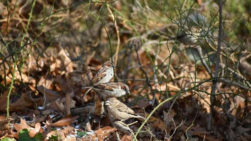 Group of birds in a yard