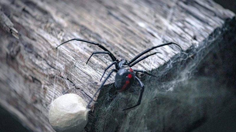 A black widow spider with a distinctive red hourglass marking, sitting on wood next to its egg sac surrounded by webs.