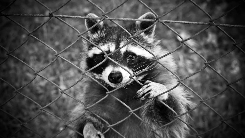 Black and white photo of raccoon