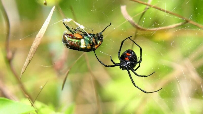 Black widow spider with its prey