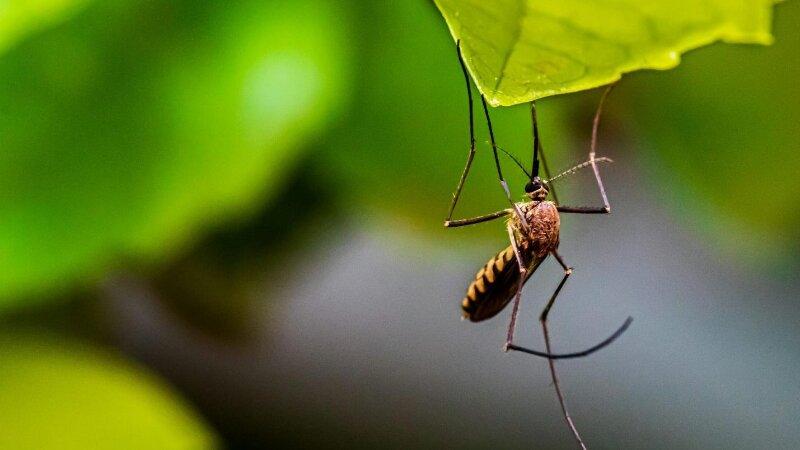 Brown insect on a leaf