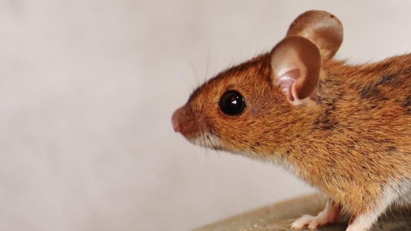 The Pest Control Manifesto: Why Mice Are Bad for Your Okanagan Business