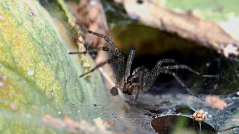 Brown spider on a leaf