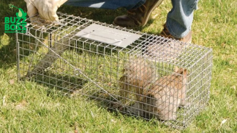 Buzz Boss worker trapping a squirrel during humane wildlife trapping service