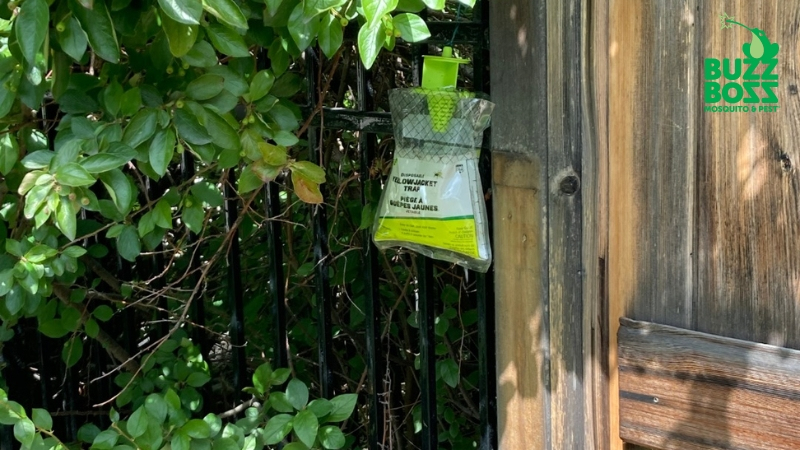 Wasp trap in the yard placed by Buzz Boss