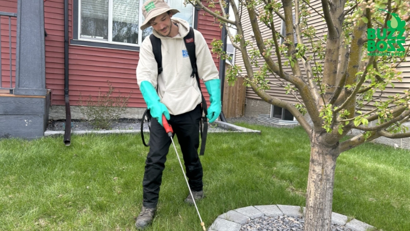 Buzz Boss worker spraying front lawn against ticks