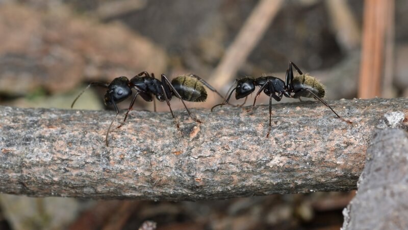 Two carpenter ants walking on a tree branch