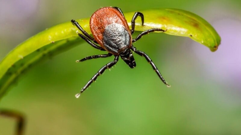 Close up image of a tick on a leaf