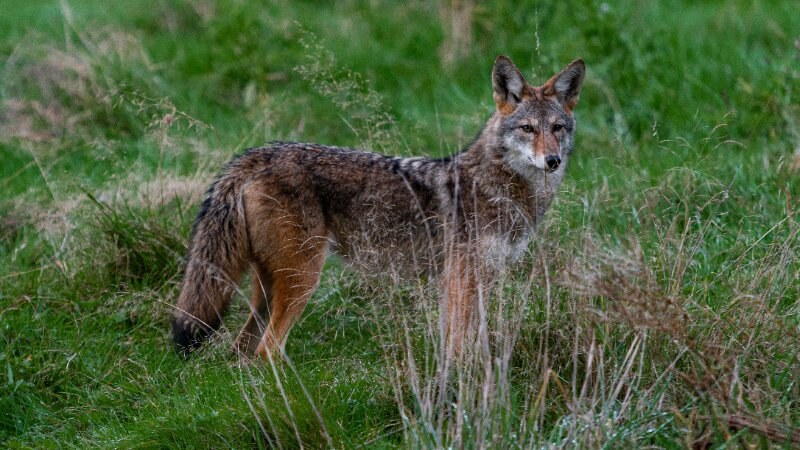 Coyote standing in the field of grass