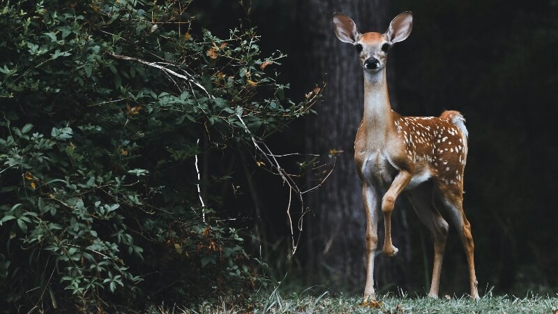 Deer in a yard