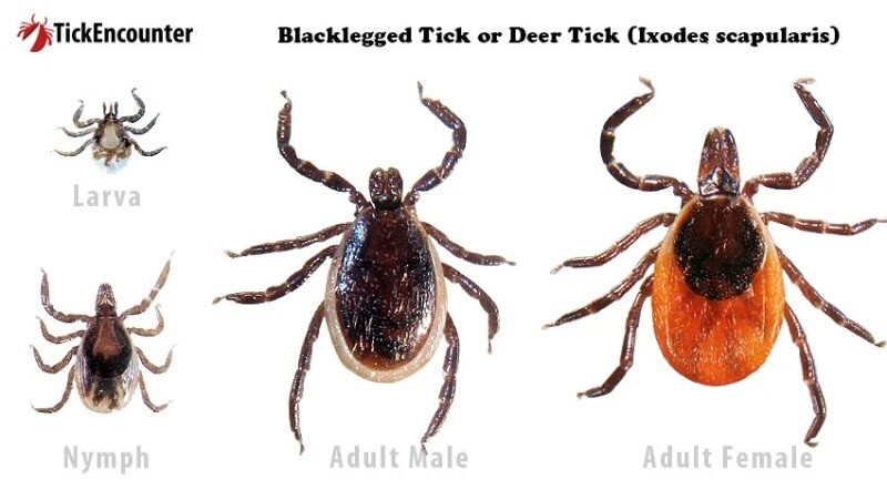 Deer tick infographic