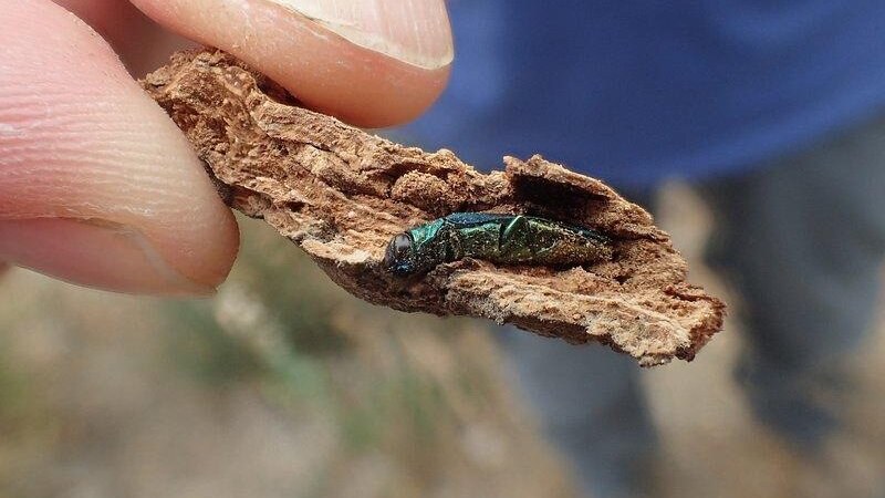 Emerald ash borer pest inside a tree