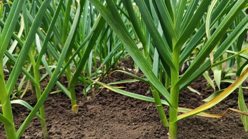 Garlic in a garden