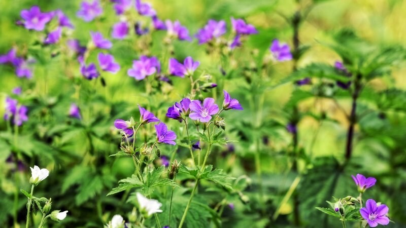 Geranium flowers