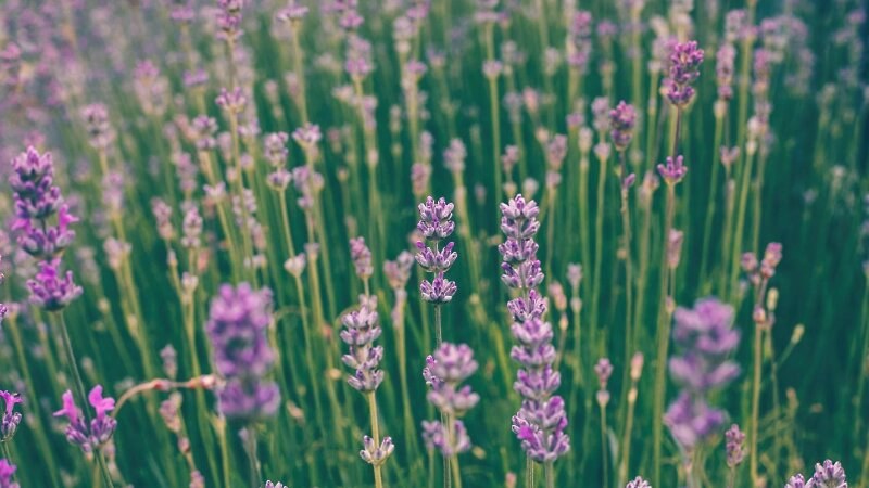 Field of lavender