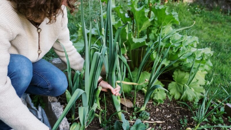 Woman kneeling next to lemongrass