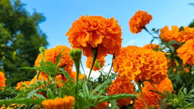 Field of marigolds