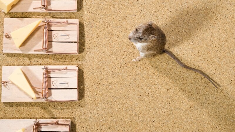 A mouse sitting on top of a mouse trap