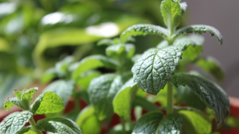 Mint plant