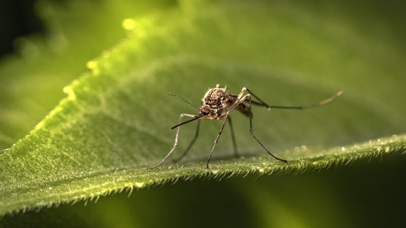 Mosquito on a leaf