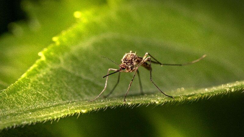 Close up image of a mosquito on a leaf