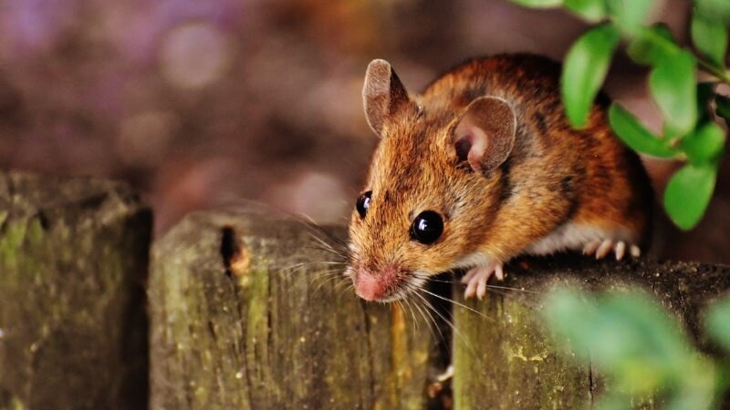 brown mouse close up photo