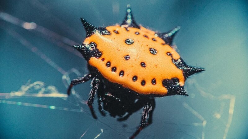 Orb weaver spider