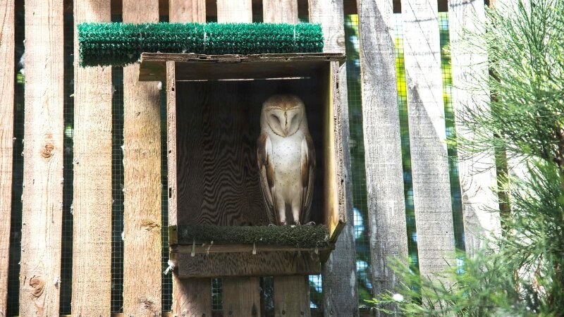 an owl is sitting in a wooden box