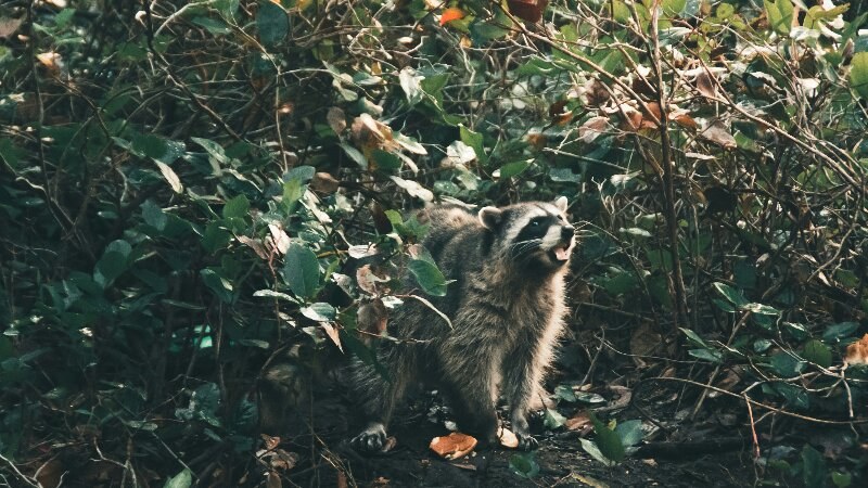 Raccoon in a bush