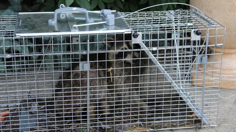 Raccoon caught in a cage