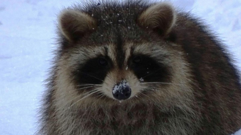 raccoon standing in a snowy environment