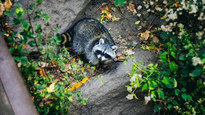 Pest-Proofing Your Winnipeg Yard: 15 Ways to Prevent Infestations