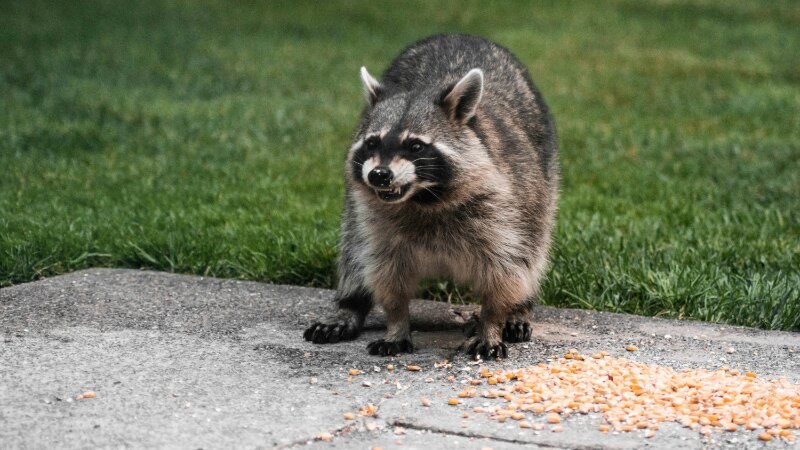 Racoon in yard