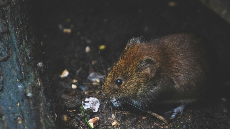 Close up image of a brown rat