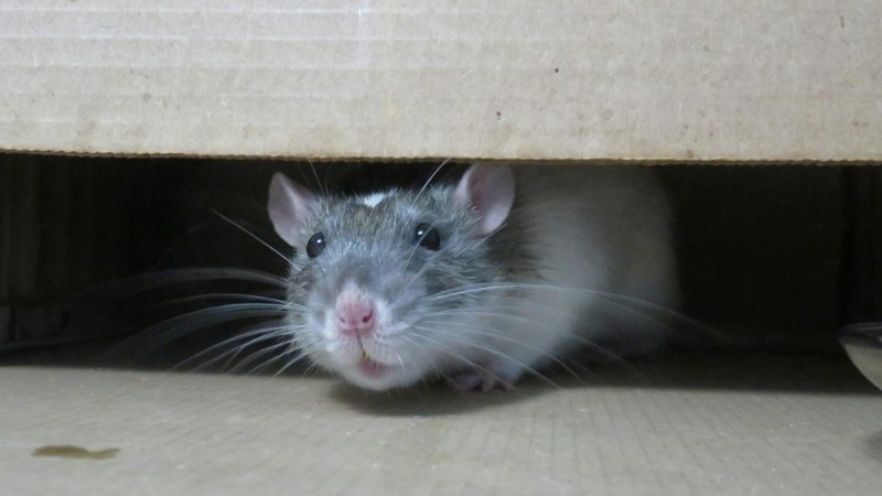 A rat peeking out from inside a cardboard box, looking directly at the camera.