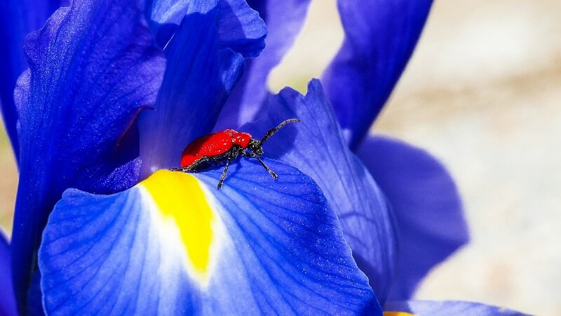 Red lily beetle on a blue flower