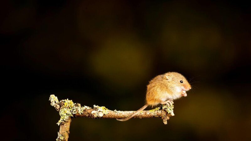 Brown rodent on a branch