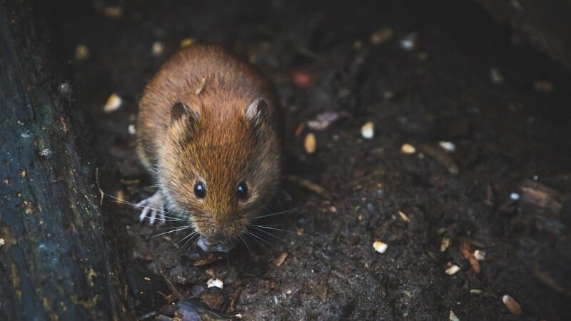 Brown mouse close up