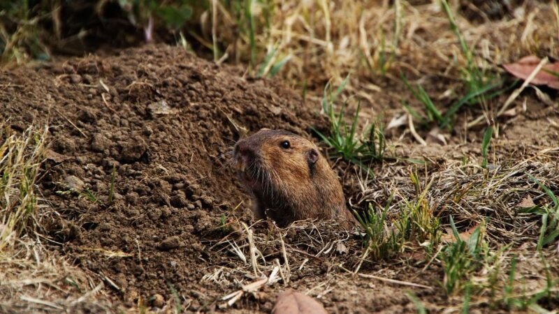 Rodent digging in the ground