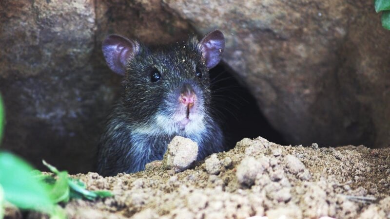 Black rodent close up photo