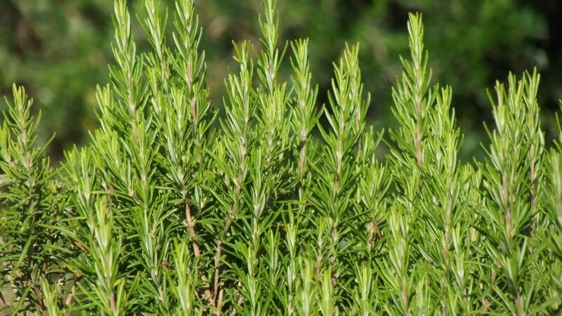 Rosemary plant